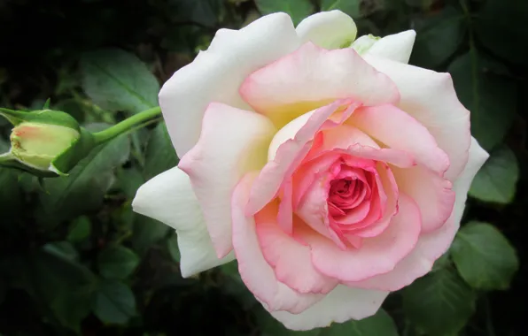 Rose, petals, buds, flower, pink, roses