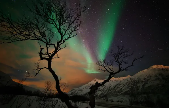 Picture winter, stars, snow, mountains, night, tree, Northern lights