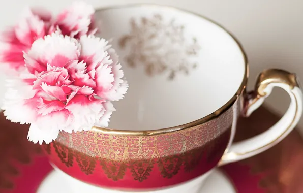 Picture flowers, Cup, pink, clove