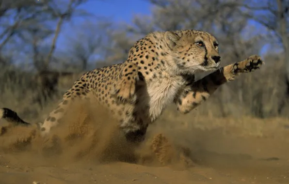 Picture jump, predator, Cheetah