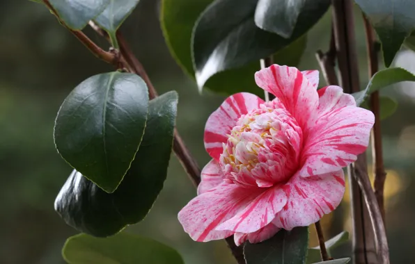 Leaves, tenderness, petals, pink, buds, flowering, Camellia