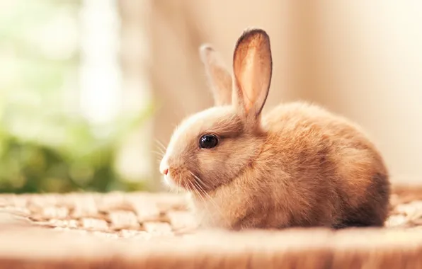 Light, small, rabbit, bokeh