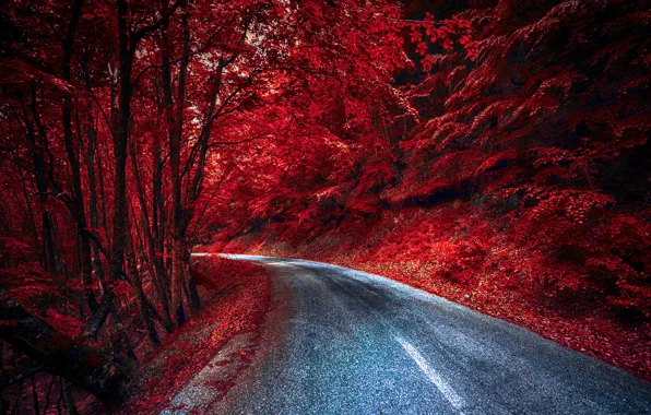 Road, forest, color