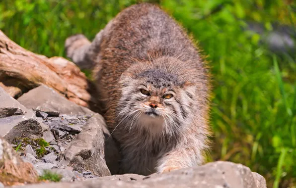 Picture stones, looks, manul, FACE, the Pallas cat