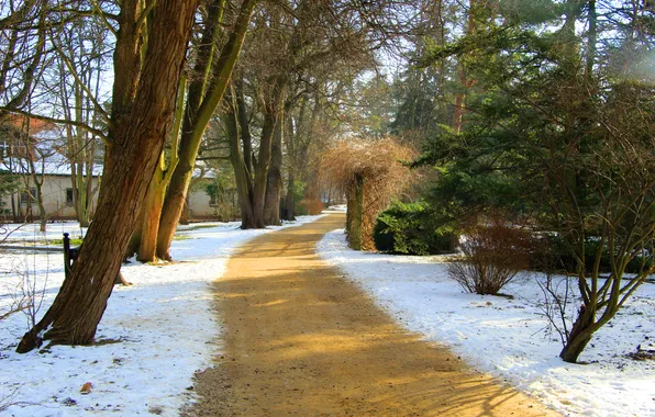 Road, trees, park, alley
