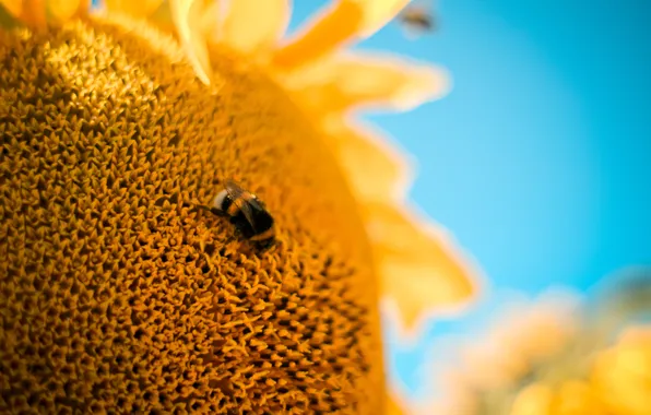 Flower, macro, bee, Sunflower, bumblebee