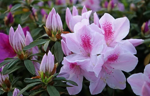 Macro, pink, Azalea