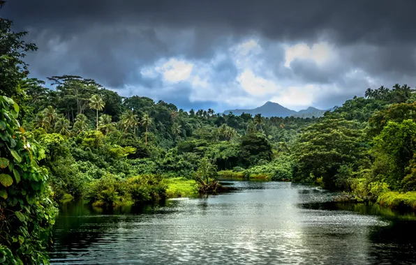 Greens, forest, clouds, trees, mountains, tropics, river, palm trees