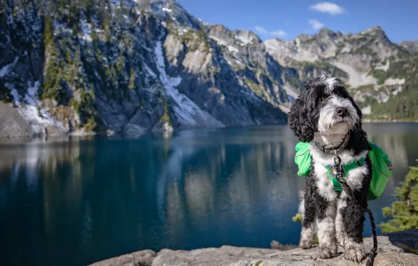 Picture mountains, shore, dog, pond, tourists
