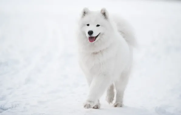 Winter, language, snow, nature, pose, dog, the snow, white