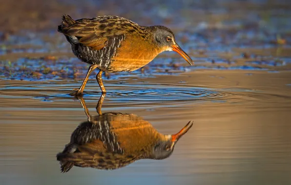 Picture water, reflection, bird, beak, Central American shepherd