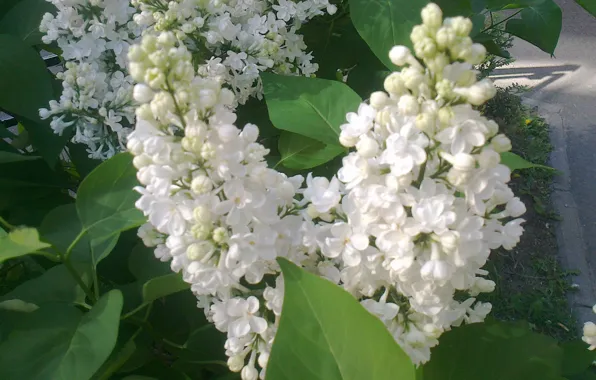 Leaves, flowers, branch, Spring, white lilac