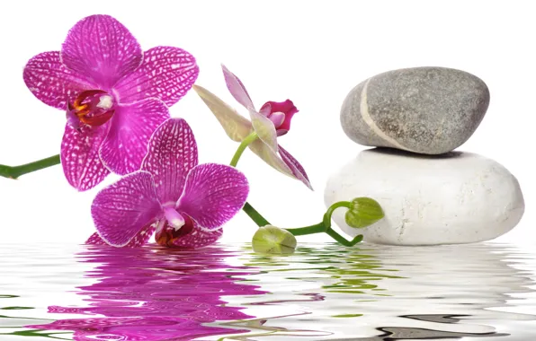 Water, flowers, Orchid, Spa stones