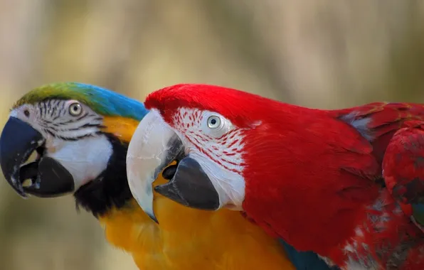 Picture parrots, a couple, Ara