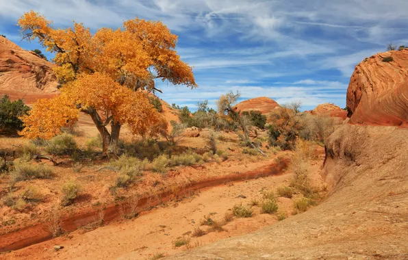 Picture leaves, stones, tree, yellow, USA, ranges, Sands, shrub