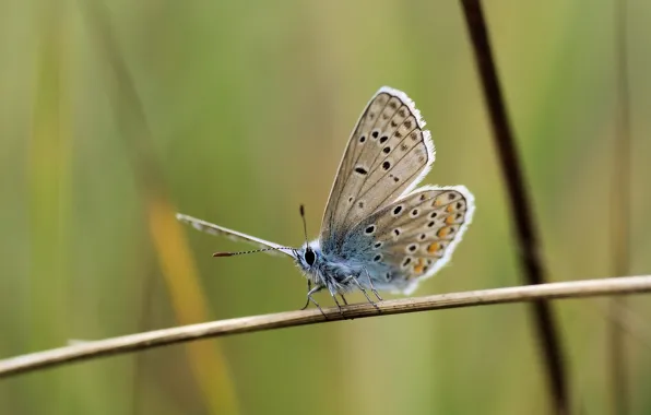 Butterfly, macro, graas, Richard Kosmala