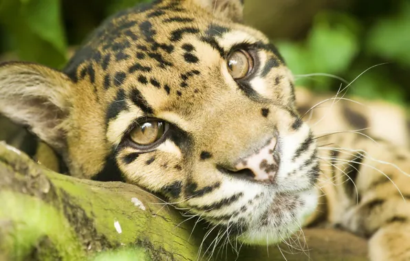Picture mustache, look, face, stay, lies, clouded leopard