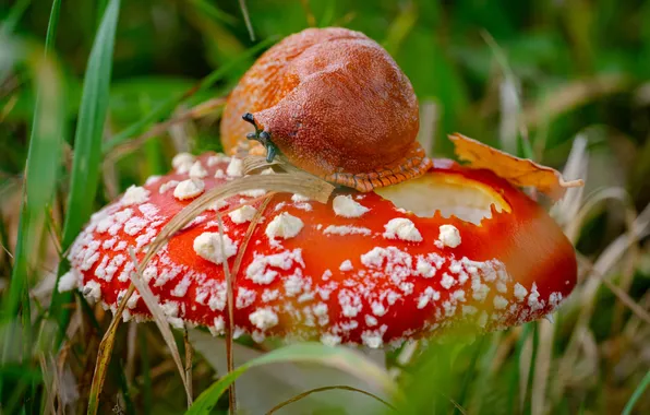Grass, macro, nature, mushroom, snail, mushroom, slug