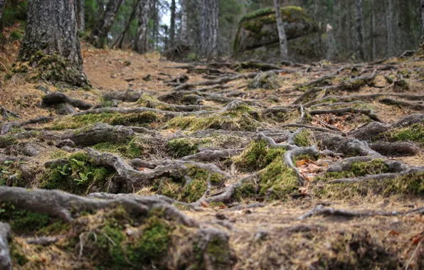 Picture tree, rocks, Roots