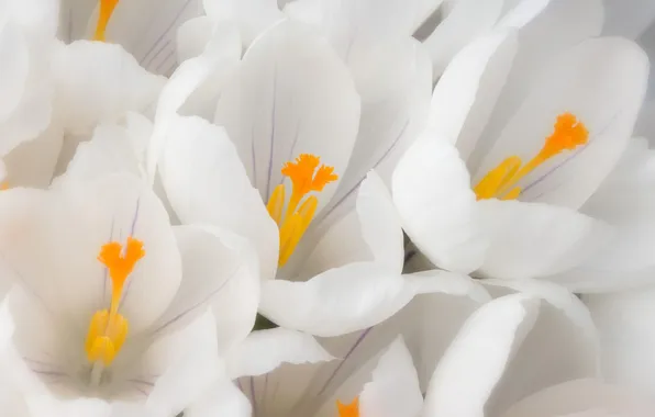 Flowers, tenderness, spring, crocuses, white crocuses