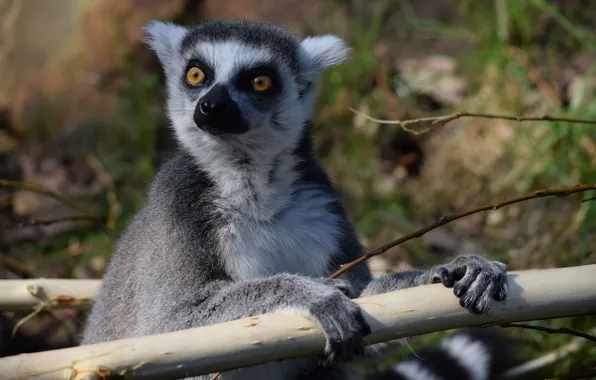 Look, wool, lemur
