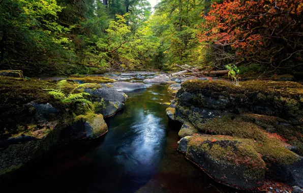 Autumn, forest, trees, river, stones, stream