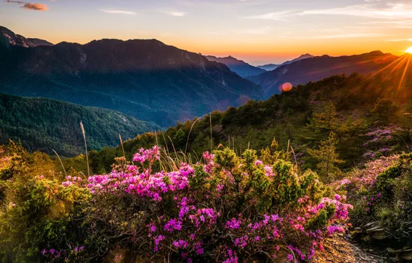 Greens, forest, the sky, the sun, clouds, rays, landscape, sunset