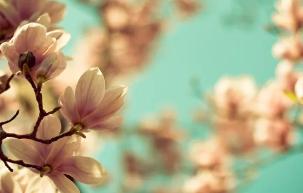 Picture macro, flowers, branches, nature, branch, spring, Magnolia