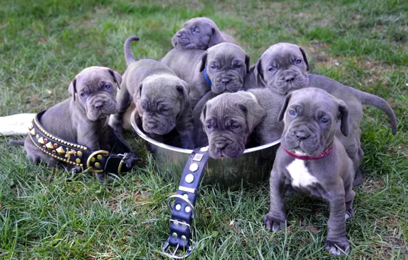 Puppies, puppies, Neapolitan Mastiff
