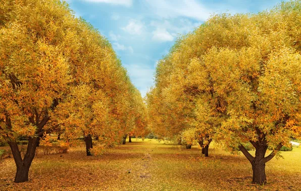 Picture autumn, forest, leaves, trees, Park, forest, nature, yellow