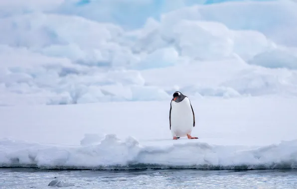 Winter, snow, bird, shore, glacier, the snow, penguin, pond