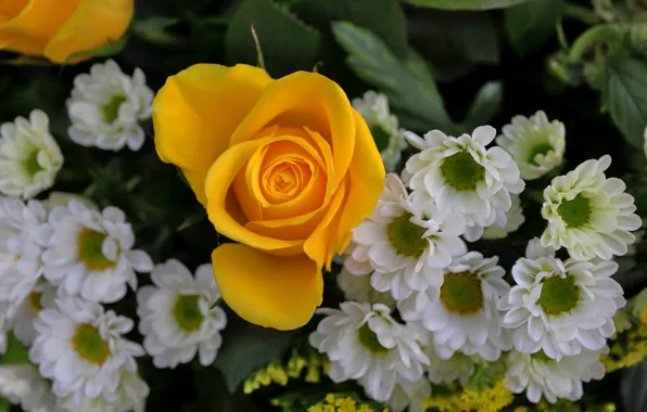 Flowers, rose, bouquet, white, chrysanthemum, yellow