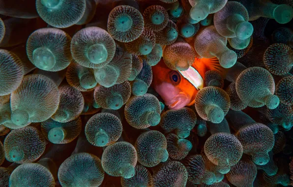 Picture eyes, fish, marine life, sea anemones