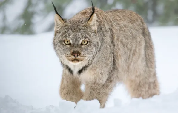 Winter, look, snow, wild cat, Lynx