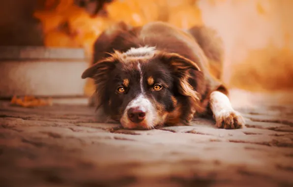 Look, nature, each, dog