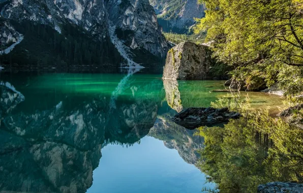 Picture trees, nature, water, lake, morning, sunlight