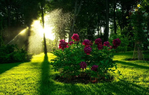 Wallpaper the bushes, flowers, watering, Park, light, garden, squirt, glade