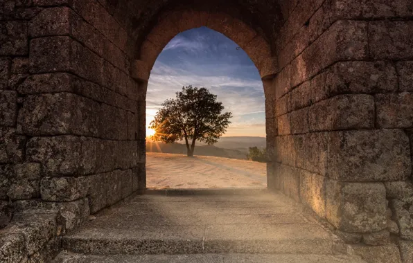 Tree, wall, view, Tunel