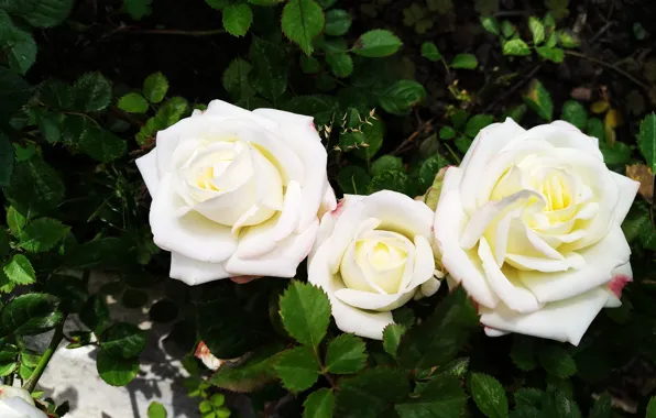 Roses, Roses, White roses, White roses