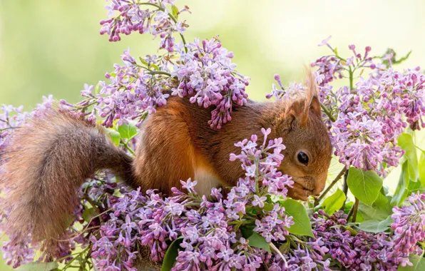 Picture branches, animal, protein, lilac, rodent