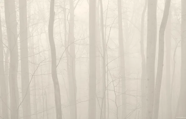 Picture forest, trees, nature, fog, photo