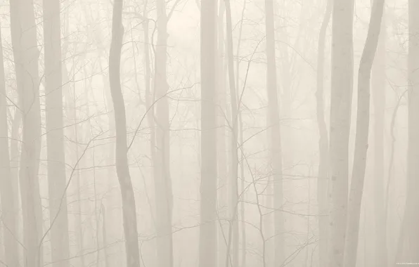 Forest, trees, nature, fog, photo