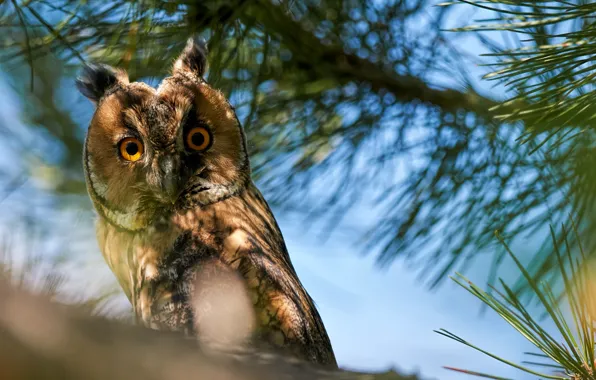 Picture branches, nature, bird, needles, long-eared owl, Kalin Botev