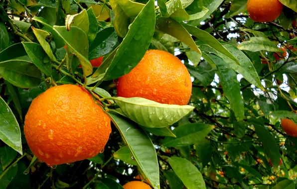 Picture leaves, water, drops, rain, tree, orange, fruit