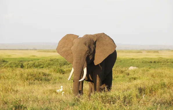 Park, national, savanna, elephant, walking, amboseli