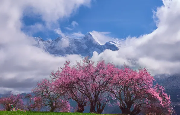 Clouds, mountains, cherry, tree, spring, Sakura, Asia, haze