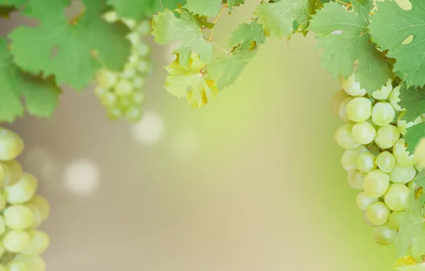 Download wallpaper 938x1668 grape, vine, branches, berries iphone 8/7/6s/6  for parallax hd background