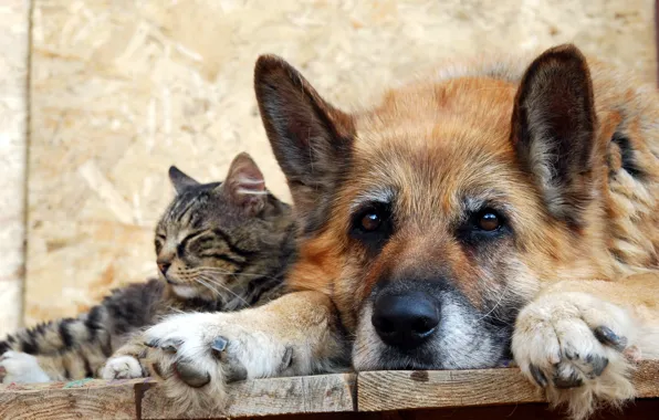 Picture cat, dog, friendship