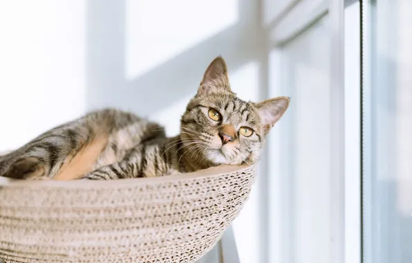 Cat, cat, look, light, pose, grey, stay, frame