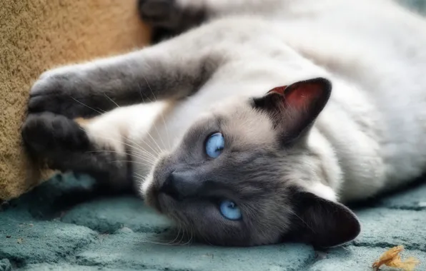 Cat, cat, look, pose, background, tile, paws, lies